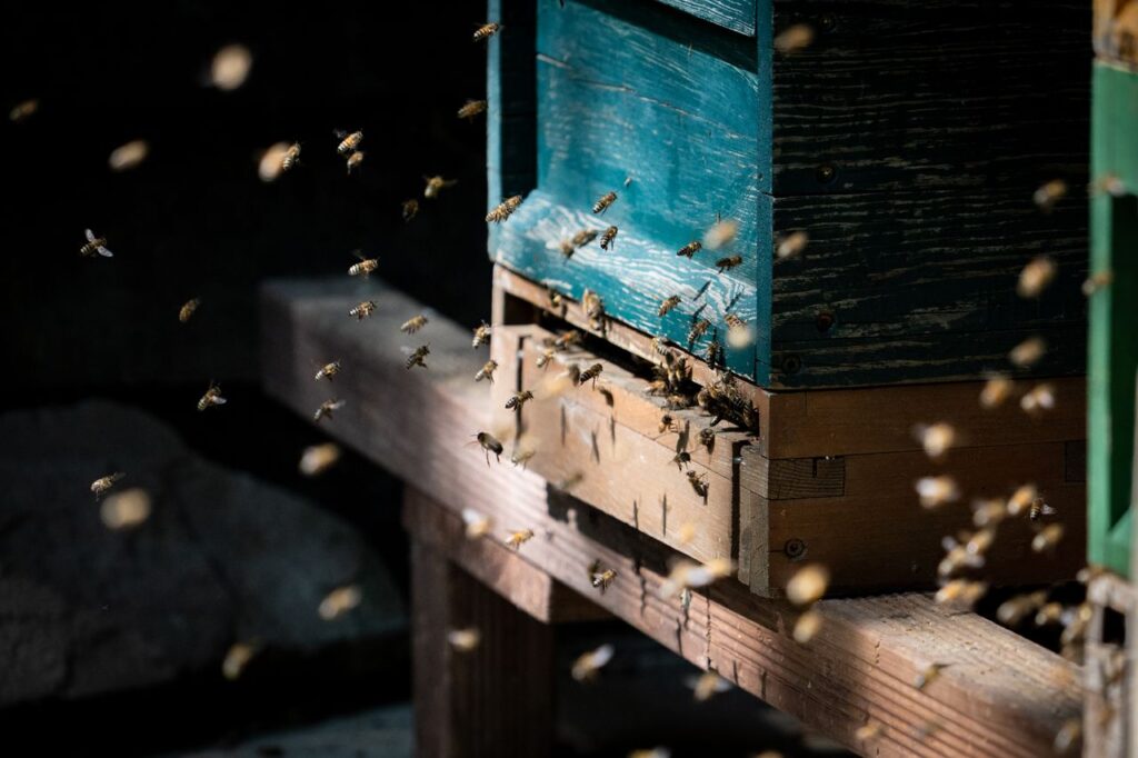 A swarm of bees entering and exiting a wooden beehive on a sunny day, showcasing natural behavior.