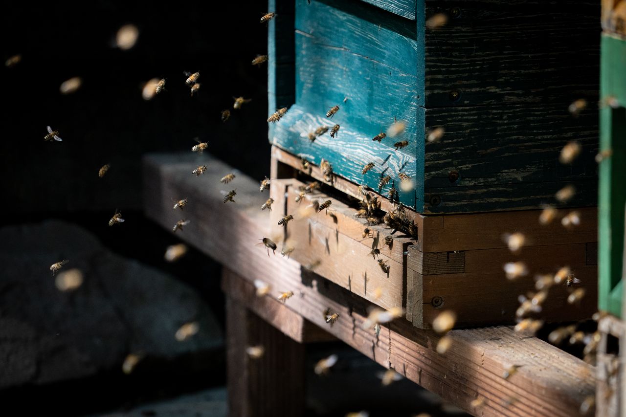 The Art of Drawing Readers In: Your attractive post title goes here A swarm of bees entering and exiting a wooden beehive on a sunny day, showcasing natural behavior.