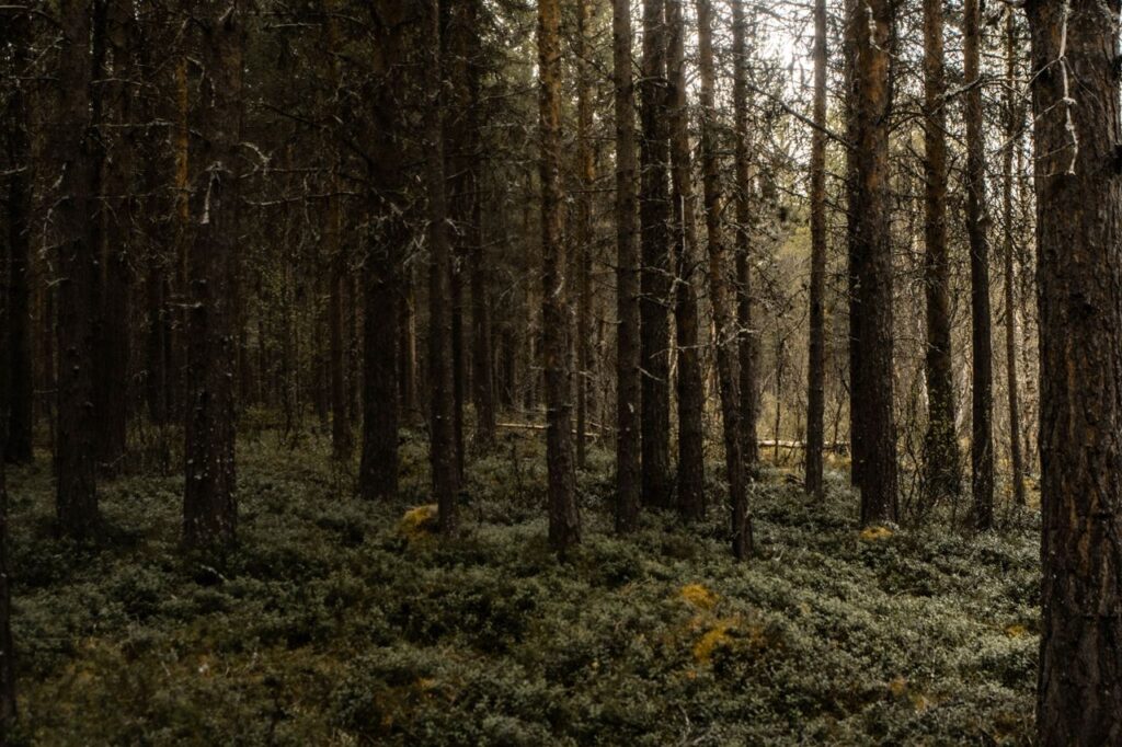 Explore the tranquility of a dense pine forest in Agder, Norway, during summer.