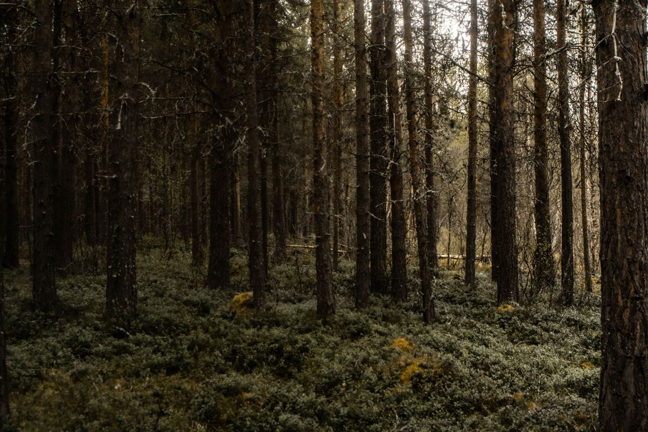 Mastering the First Impression: Your intriguing post title goes here Explore the tranquility of a dense pine forest in Agder, Norway, during summer.